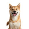 46 Personalized DIY Colorful Pet Bead Collar