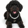 Gemini_Generated_Image_nkylshnkylshnkyl (1) Personalized DIY Pet Pearl Necklace